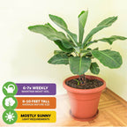 A Wellspring Gardens Dwarf Cavendish Banana Tree (Musa) sits in a corner on a wooden floor. Care: water 6-7x weekly, prefers mostly sunny light, grows 8-10 ft tall, and yields medium-sized bananas.
