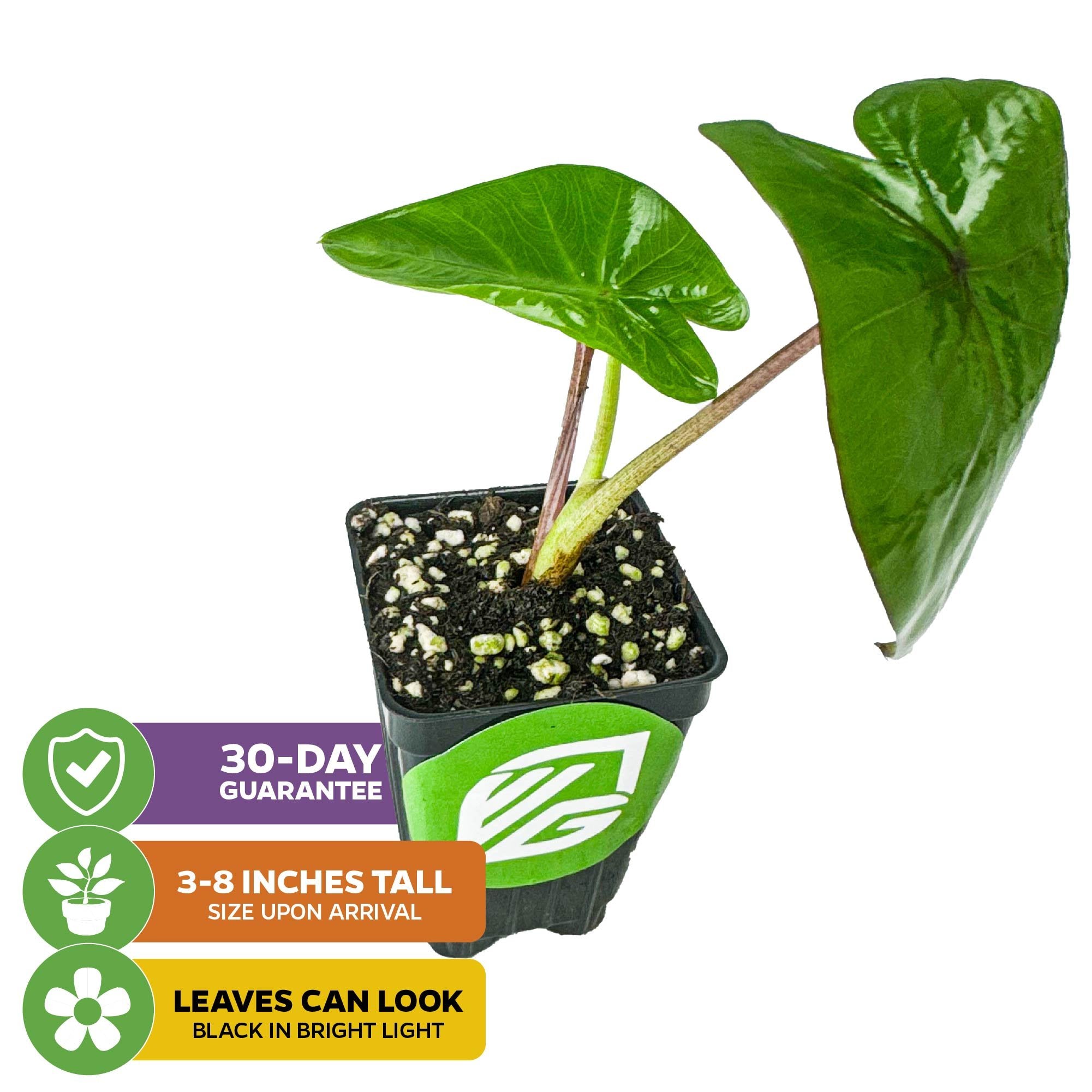 The Wellspring Gardens Diamond Head Elephant Ear (Colocasia esculenta) is a small potted plant with heart-shaped leaves that appear dark green, purple, or black in bright light. 30-day guarantee; arrives 3-8 inches tall.
