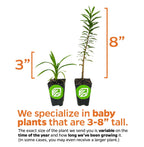 Two potted baby plants show growth stages: one 3 inches tall, the other 8 inches. Wellspring Gardens specializes in fast-growing Yucca Variegata (Yucca guatemalensis), with sizes from 3–8 inches depending on season and growth rate.