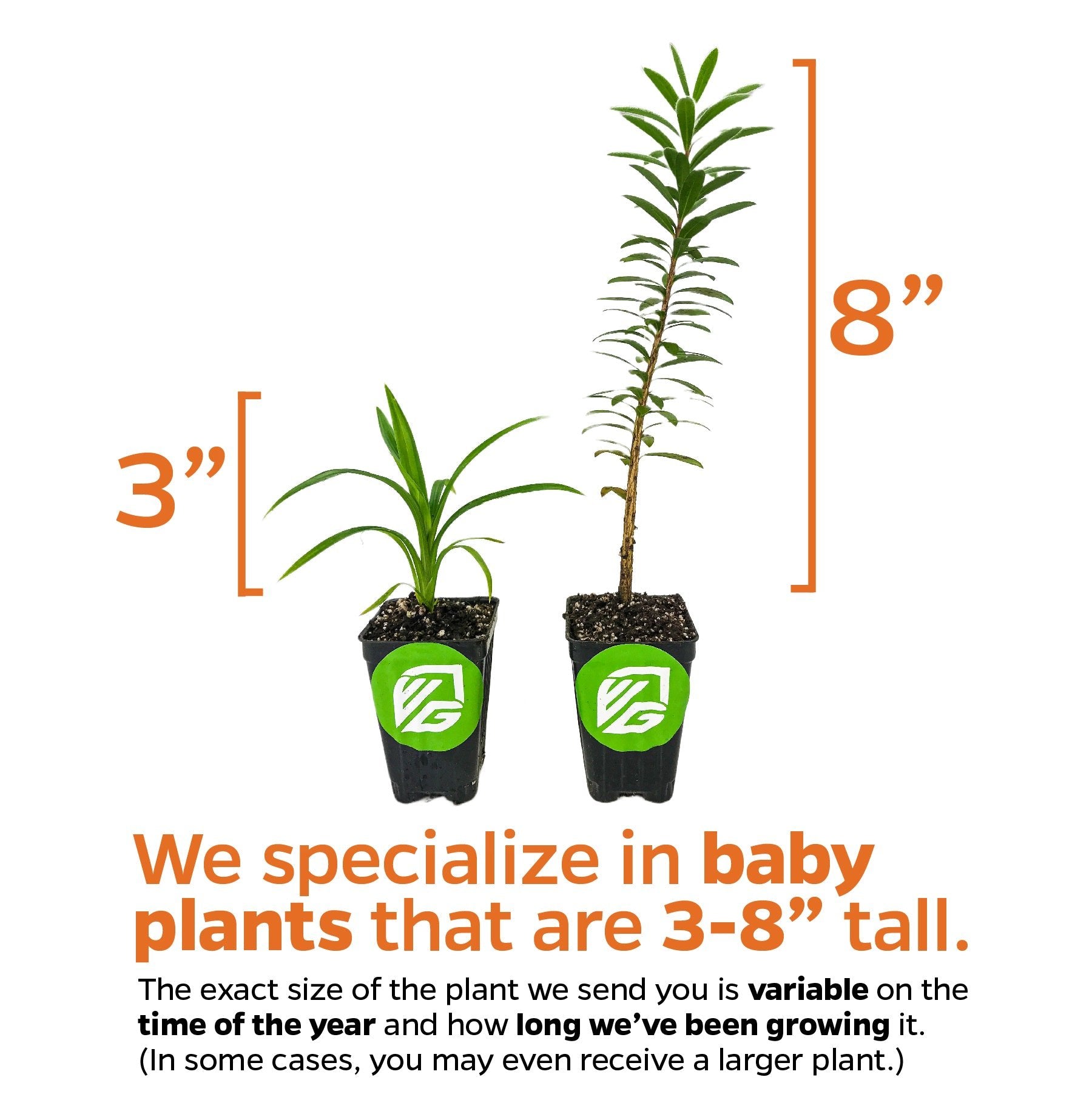 Two potted baby plants show growth stages: one 3 inches tall, the other 8 inches. Wellspring Gardens specializes in fast-growing Yucca Variegata (Yucca guatemalensis), with sizes from 3–8 inches depending on season and growth rate.