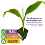 The Basjoo Banana (Ornamental) - Musa from Wellspring Gardens arrives 3-8" tall, has two large green leaves, produces non-edible bananas with large black seeds, is cold hardy to USDA zone 5, and includes a 30-day guarantee.