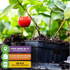 Barbados Cherry (Acerola/Wild Crapemyrtle) - Malpighia emarginata