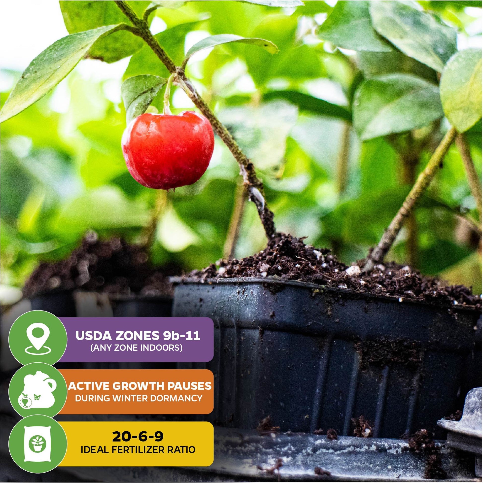 Barbados Cherry (Acerola/Wild Crapemyrtle) - Malpighia emarginata