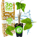 A Wellspring Gardens Stingray Elephant Ear - Alocasia, with green heart-shaped leaves, is shown beside a box reading 30 Day Guarantee and Easy to Grow, Non-GMO, with a blue water splash in the background.