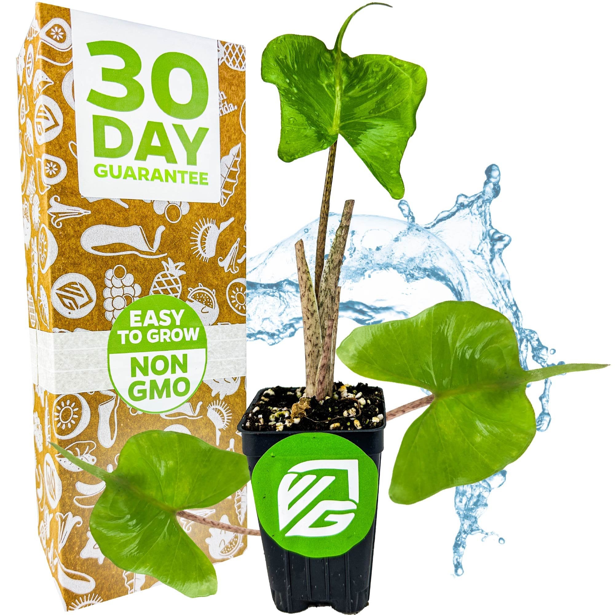 A Wellspring Gardens Stingray Elephant Ear - Alocasia, with green heart-shaped leaves, is shown beside a box reading 30 Day Guarantee and Easy to Grow, Non-GMO, with a blue water splash in the background.