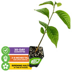 A Wellspring Gardens Common Persimmon (Diospyros virginiana) in a black pot, 3-8" tall with textured leaves. Includes 30-day guarantee. Ripening stops at picking. Grows into a deciduous tree with edible orange fruit.