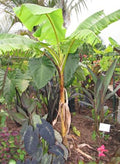 A Mekong Giant Banana (Musa itinerans) from Wellspring Gardens grows in the garden, its fast-growing, tall trunk and large green leaves standing among other tropical plants, with some dried leaves at its base and leafy neighbors nearby.
