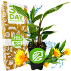 A potted Wellspring Gardens Golden Brush Dwarf Ginger (Burbidgea schizocheila) with green leaves stands before a box labeled 3 Day Guarantee, Easy to Grow, Non-GMO. The background features yellow-orange flowers and blue accents.