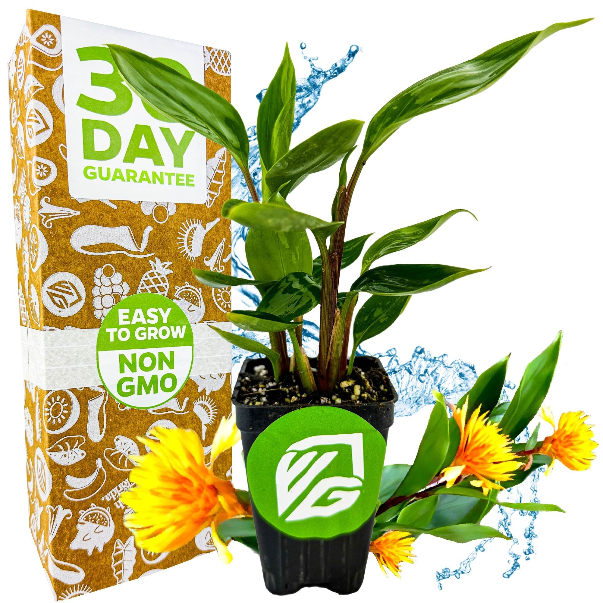 A potted Wellspring Gardens Golden Brush Dwarf Ginger (Burbidgea schizocheila) with green leaves stands before a box labeled 3 Day Guarantee, Easy to Grow, Non-GMO. The background features yellow-orange flowers and blue accents.