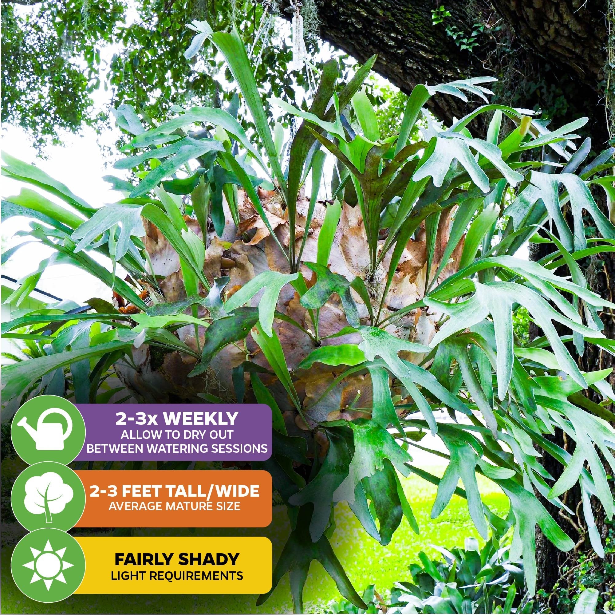 Wellspring Gardens Staghorn Fern - Thumbnail 3