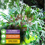 The Wellspring Gardens Staghorn Fern Netherlands Elkhorn (Platycerium bifurcatum) has green, antler-shaped fronds. Grows 2–3 ft tall/wide, water 2–3× weekly, and thrives indoors in fairly shady light conditions.