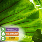 Close-up of a vibrant Black Stem Elephant Ear (Alocasia macrorrhiza) leaf by Wellspring Gardens. Infographic displays care tips: USDA Zones 9-11, winter dormancy, 20-10-20 fertilizer—ideal for this striking garden plant.