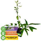 Afganski Russian Pomegranate (Punica granatum) by Wellspring Gardens: Young plant in a small black pot, 3–8 inches tall, with long, narrow green leaves. Ideal for containers; offers tart and sweet flavor. Includes three colored labels and 30-day guarantee.