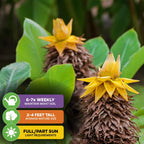 Close-up of two golden yellow Chinese Dwarf Banana (Golden Lotus) flowers by Wellspring Gardens, with green leaves behind. Overlay icons: water 6–7 times a week, grows 2–4 ft tall, prefers full or partial sun.