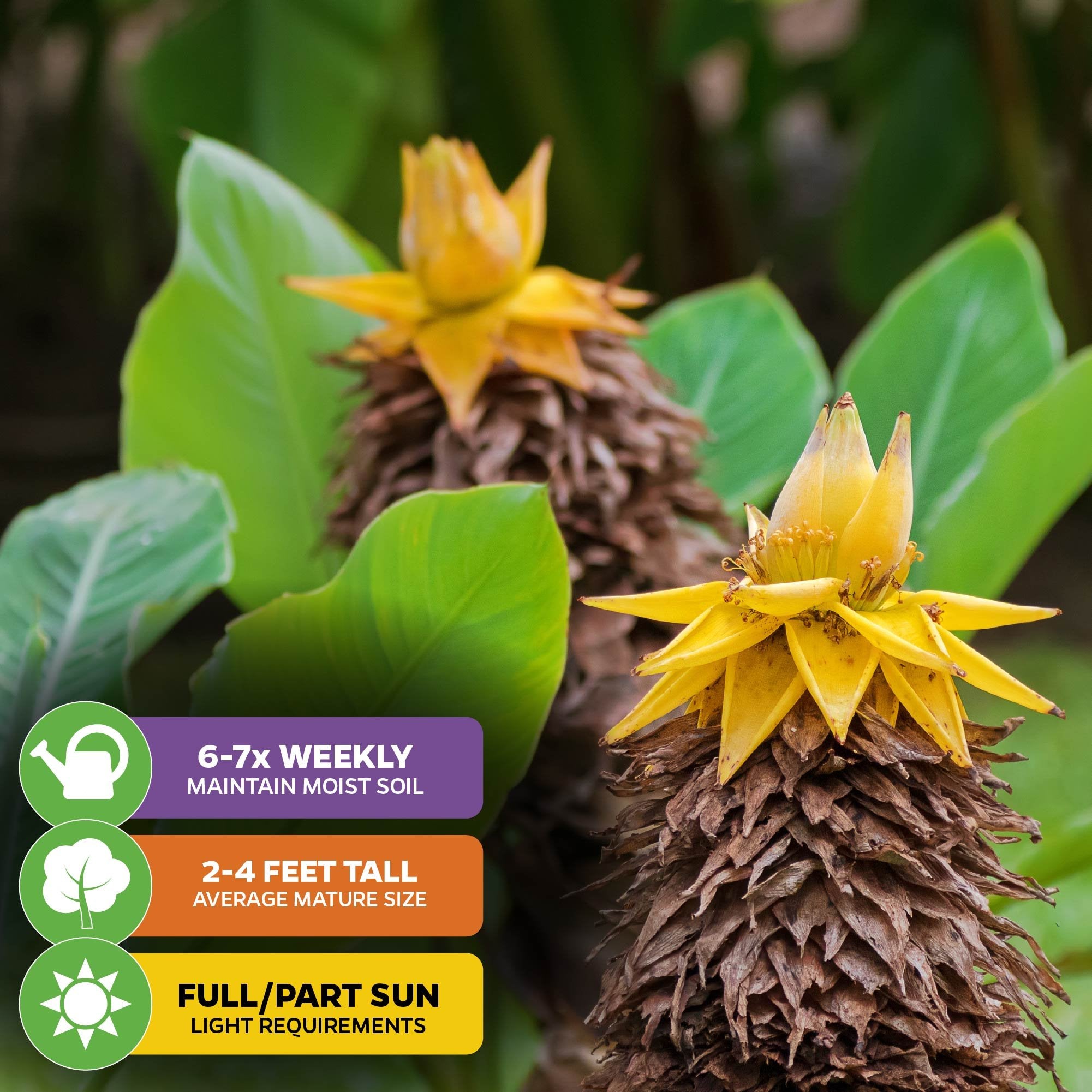Close-up of two golden yellow Chinese Dwarf Banana (Golden Lotus) flowers by Wellspring Gardens, with green leaves behind. Overlay icons: water 6–7 times a week, grows 2–4 ft tall, prefers full or partial sun.