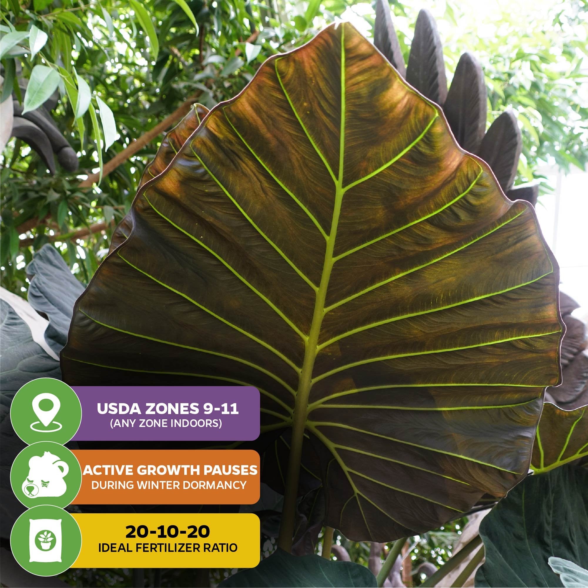 A Regal Shields Elephant Ear - Alocasia by Wellspring Gardens sits in sunlight among foliage. Icons highlight care: ideal fertilizer 20-10-20, USDA zones 9-11, and winter growth pause. Large, dark green leaf is featured.