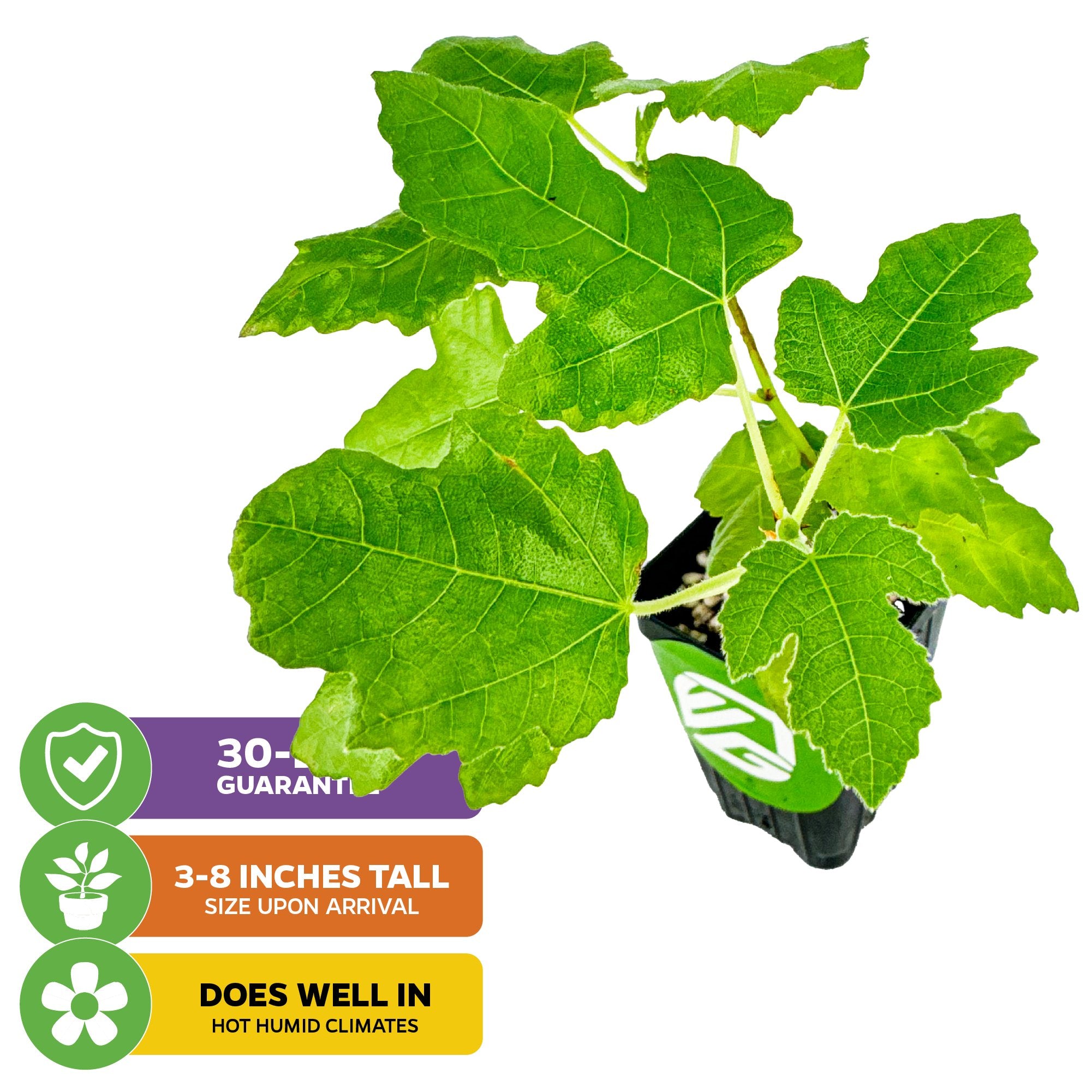 sugar fig！ 939bd368-7cd8-462a-8dd3-