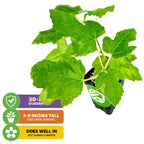 A young Wellspring Gardens Celeste Fig (Honey/Sugar Fig) – Ficus carica, with large green leaves, comes in a small black pot, arrives 3–8" tall, has a 30-day guarantee, and thrives in hot, humid climates; self-pollinating.