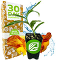 A Wellspring Gardens Insulin Plant (Painted Spiral Ginger - Costus pictus) with lush green leaves in a black pot sits before a vibrant box boasting 30 Day Guarantee and Easy to Grow, with petals and water splashes symbolizing blood sugar support.