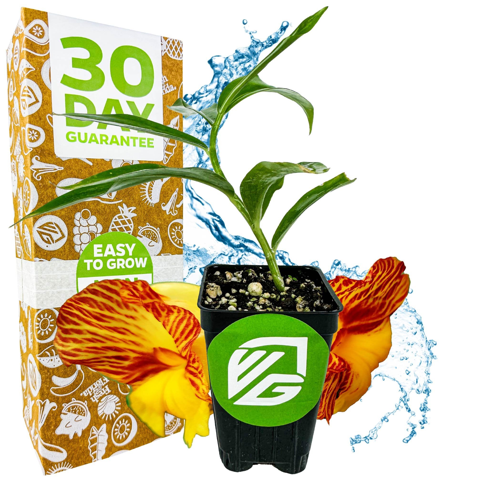 A Wellspring Gardens Insulin Plant (Painted Spiral Ginger - Costus pictus) with lush green leaves in a black pot sits before a vibrant box boasting 30 Day Guarantee and Easy to Grow, with petals and water splashes symbolizing blood sugar support.