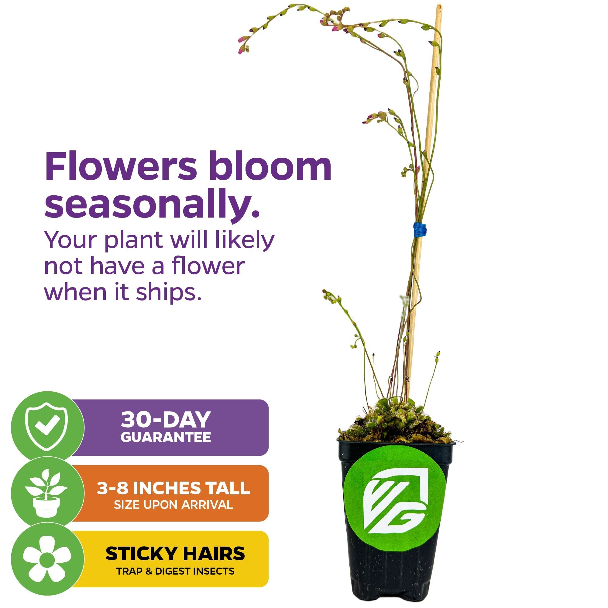 The Wellspring Gardens Spoonleaf Sundew Carnivorous (Drosera spathulata) is an easy-to-grow plant with tall stems and sticky hairs for catching insects. Arrives 3-8" tall, blooms seasonally, and includes a 30-day guarantee.