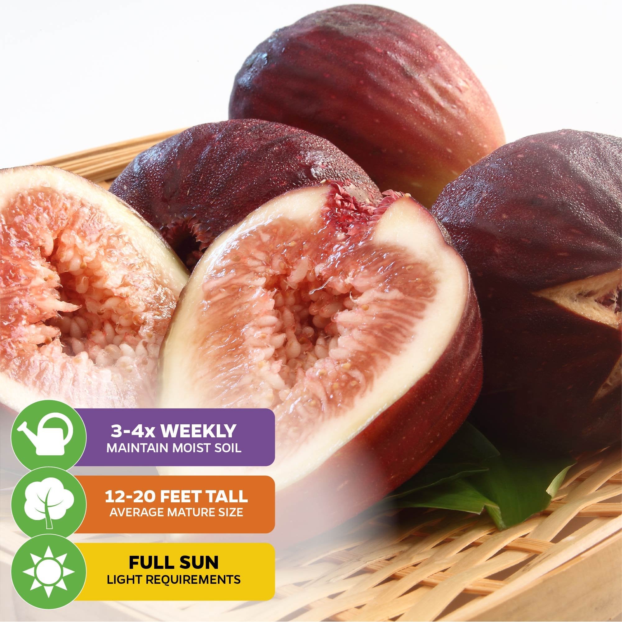 A close-up of Beer's Black Fig (Dwarf Habit) by Wellspring Gardens, showing ripe figs—some whole, some halved—on a woven tray. Info labels: water 3-4x weekly, grows up to 12-20 ft, needs full sun.