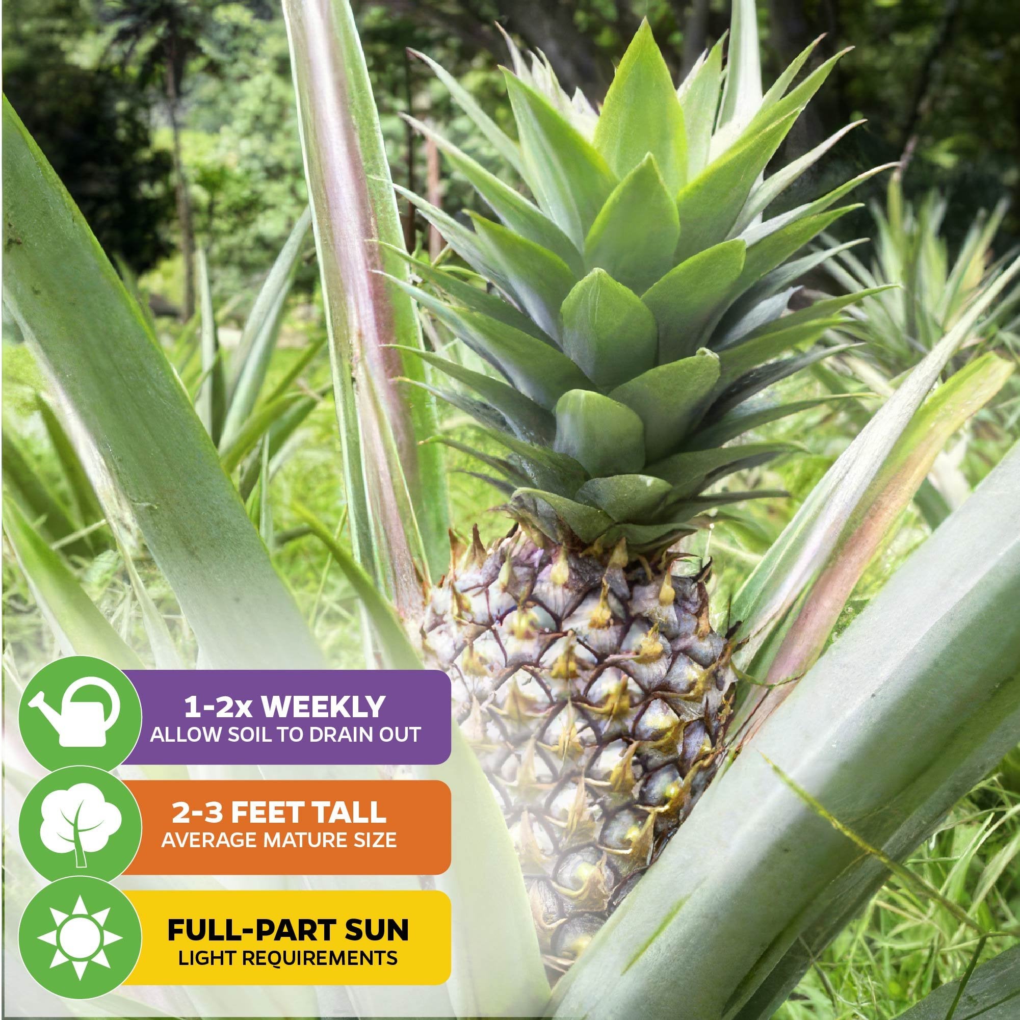 White Jade Pineapple - Ananas comosus – Wellspring Gardens