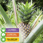 A Wellspring Gardens White Jade Pineapple (Ananas comosus) grows amid lush greenery. Icons show care tips: water 1-2x weekly, reaches 2-3 ft, prefers full to partial sun. Green leaves surround the sweet fruit.