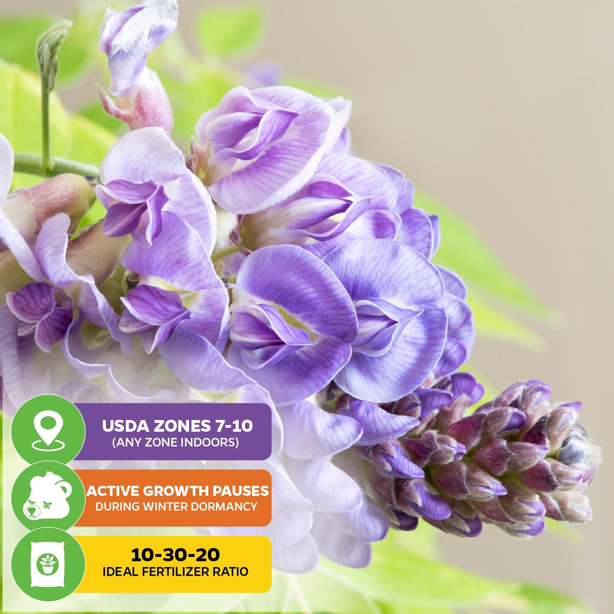 Close-up of Wellspring Gardens' Wisteria (Amethyst Falls) – Wisteria frutescens, showing light purple flower clusters. Overlay icons display USDA zones 7-10, winter dormancy, and recommend a 10-30-20 fertilizer ratio.