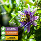 A vibrant Purple Possum Passion Fruit (Passiflora edulis) by Wellspring Gardens blooms among green leaves. Care tips: water 3-4x weekly, full sun, reaches 20–30 ft. Dewdrops glisten on the edible vine’s petals and foliage.