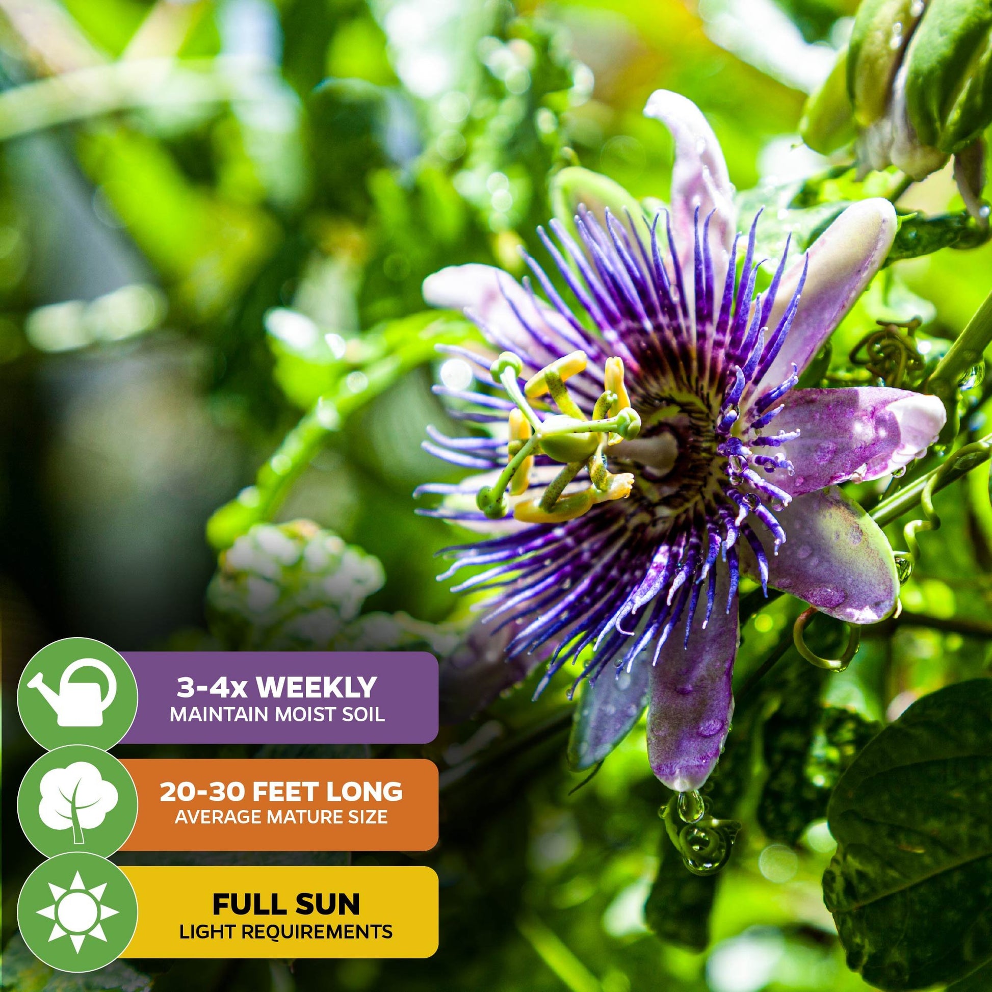 Purple Possum Passion Fruit - Passiflora edulis