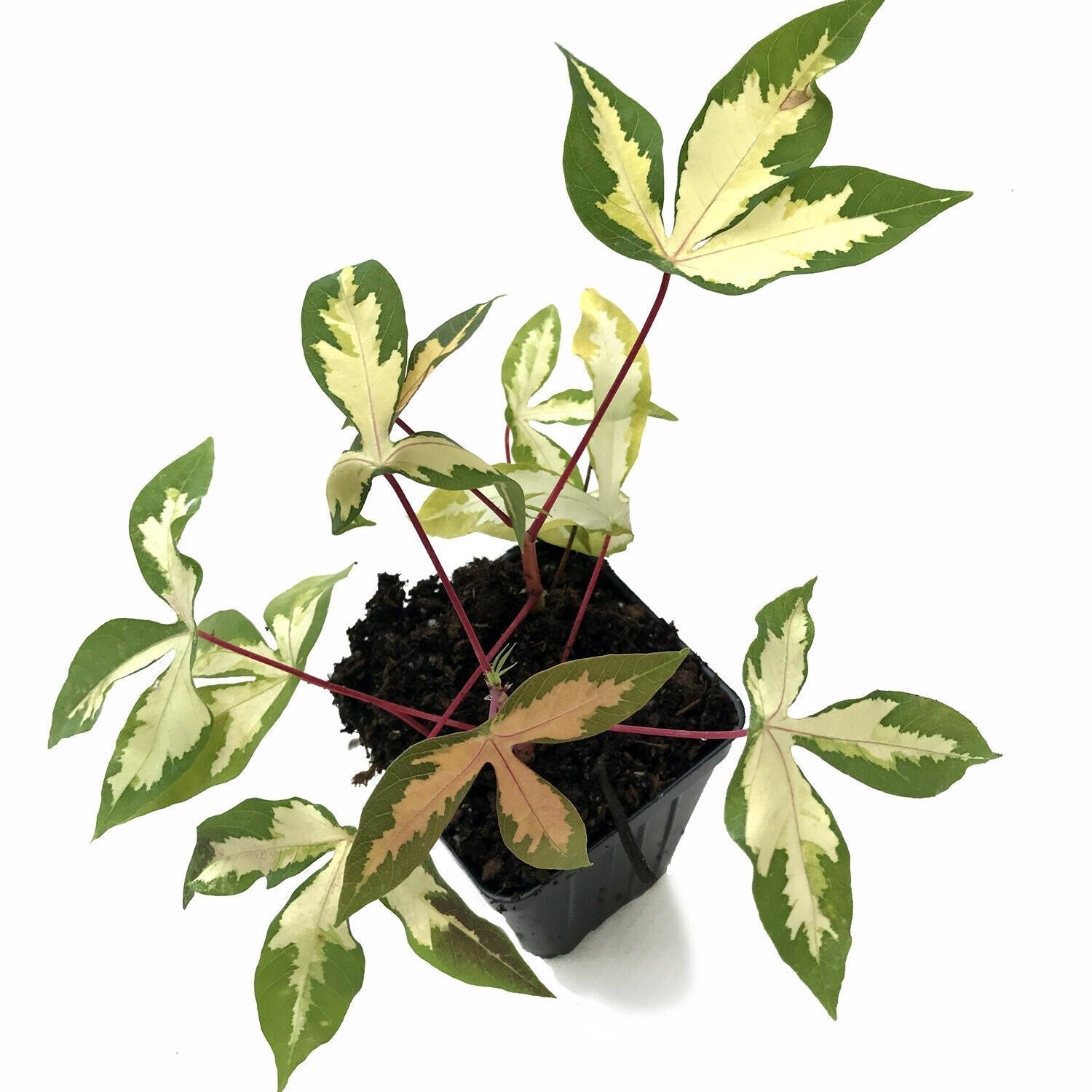 A Variegated Tapioca - Manihot esculenta variegata from Wellspring Gardens, with green and cream leaves and red stems, grows in dark soil in a small black plastic pot, displayed on a white background.