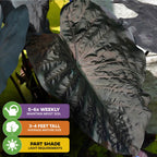 The Wellspring Gardens Diamond Head Elephant Ear (Colocasia esculenta) features large, dark green or deep purple leaves. Grows 3–4 ft tall in part shade; water 5–6 times weekly for best results. Perfect for a unique, tropical look.