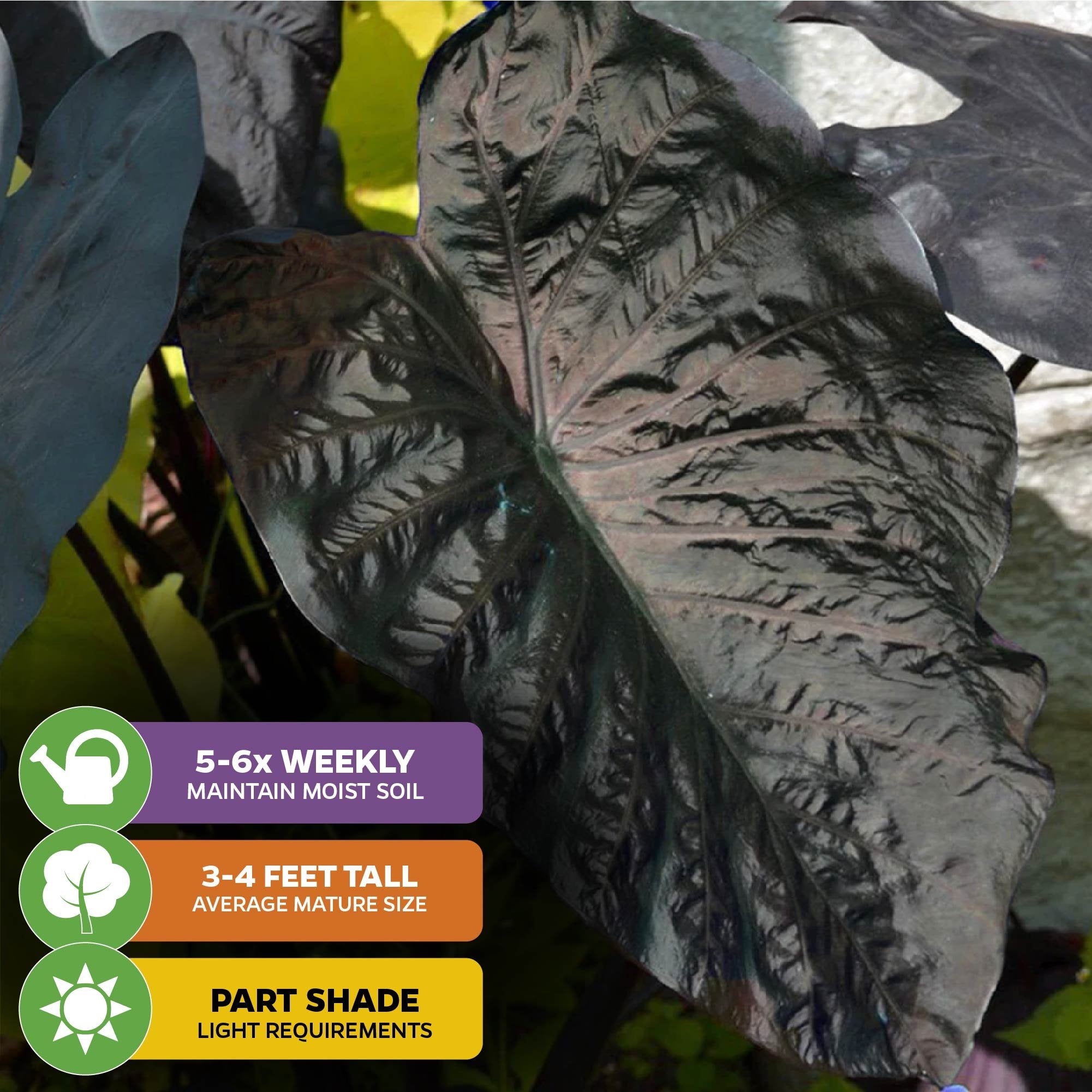 The Wellspring Gardens Diamond Head Elephant Ear (Colocasia esculenta) features large, dark green or deep purple leaves. Grows 3–4 ft tall in part shade; water 5–6 times weekly for best results. Perfect for a unique, tropical look.
