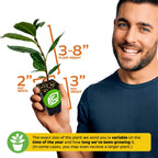 A smiling man holds a Wellspring Gardens Coffee Plant (Coffea arabica) in a 2"W x 3"H pot. Text notes the plant’s height ranges from 3–8 inches and size varies with season and growth duration.