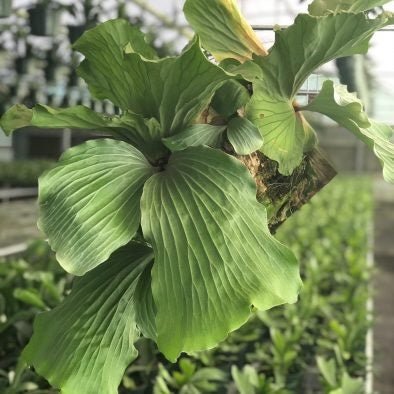 Elephant Staghorn Fern - Platycerium elephantotis