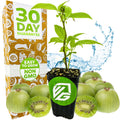 An Issai Kiwi (Actinidia arguta) plant by Wellspring Gardens grows in a black pot, surrounded by whole and sliced kiwi. A box reads "30 Day Guarantee, Easy to Grow, Non GMO." Water splashes behind. Perfect for growing your own hardy kiwi!.