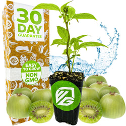 An Issai Kiwi (Actinidia arguta) plant by Wellspring Gardens grows in a black pot, surrounded by whole and sliced kiwi. A box reads "30 Day Guarantee, Easy to Grow, Non GMO." Water splashes behind. Perfect for growing your own hardy kiwi!.