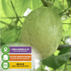 A close-up of a Granadilla Passion Fruit Vine (Passiflora quadrangularis) by Wellspring Gardens, with icons showing USDA zones 9–11, winter dormancy, and ideal fertilizer of 20-6-9—great for butterfly gardeners.