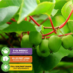Close-up of Prolific Hardy Kiwi (Actinidia arguta) by Wellspring Gardens on the vine, with care tips: water 5-6 times per week, grows 20-25 ft., and this cold-tolerant kiwi thrives in full sun or part shade.