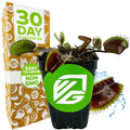 A Wellspring Gardens Akai Ryu Venus Fly Trap (Red Dragon) in a small black pot with green label is pictured beside its packaging, which promotes a 30-day guarantee and Easy to Grow Non-GMO. One trap snaps shut on a fly.