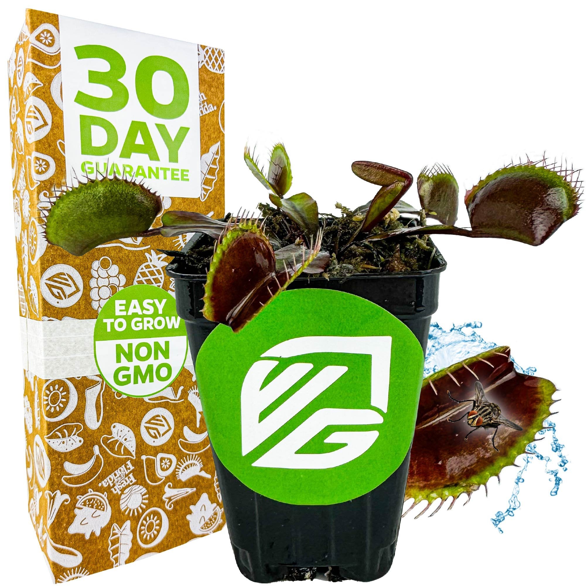 A Wellspring Gardens Akai Ryu Venus Fly Trap (Red Dragon) in a small black pot with green label is pictured beside its packaging, which promotes a 30-day guarantee and Easy to Grow Non-GMO. One trap snaps shut on a fly.