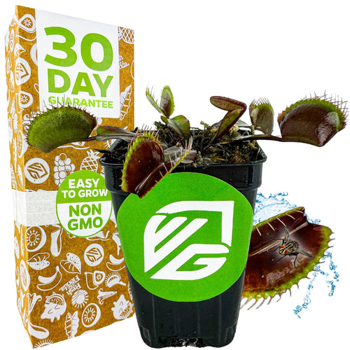 A Wellspring Gardens Akai Ryu Venus Fly Trap (Red Dragon) in a small black pot with green label is pictured beside its packaging, which promotes a 30-day guarantee and Easy to Grow Non-GMO. One trap snaps shut on a fly.