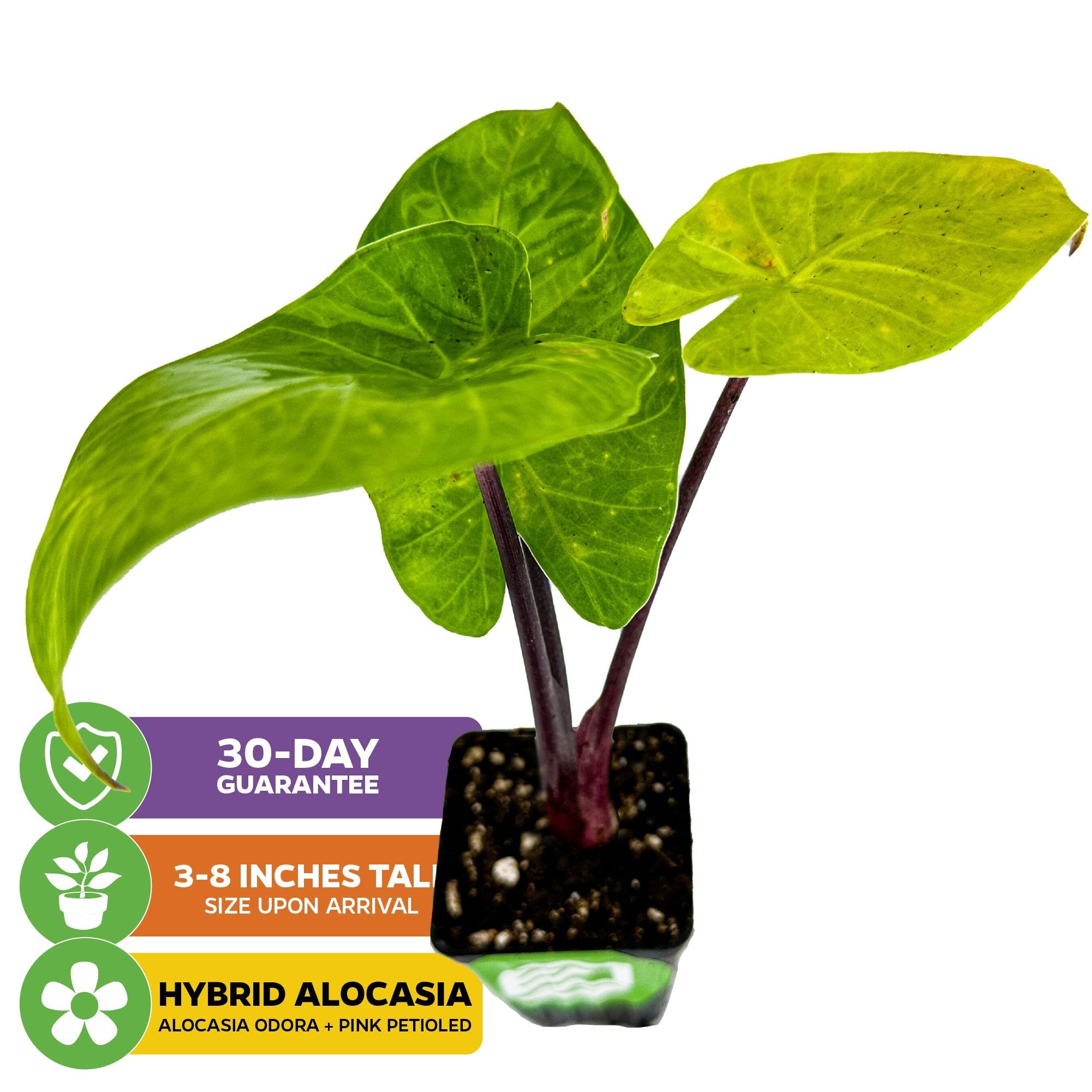 The Imperial Red Elephant Ear - Alocasia by Wellspring Gardens features large green leaves and vivid red stems in a small pot. Text on the image: 30-day guarantee, 3-8 inches tall upon arrival, Hybrid Alocasia.