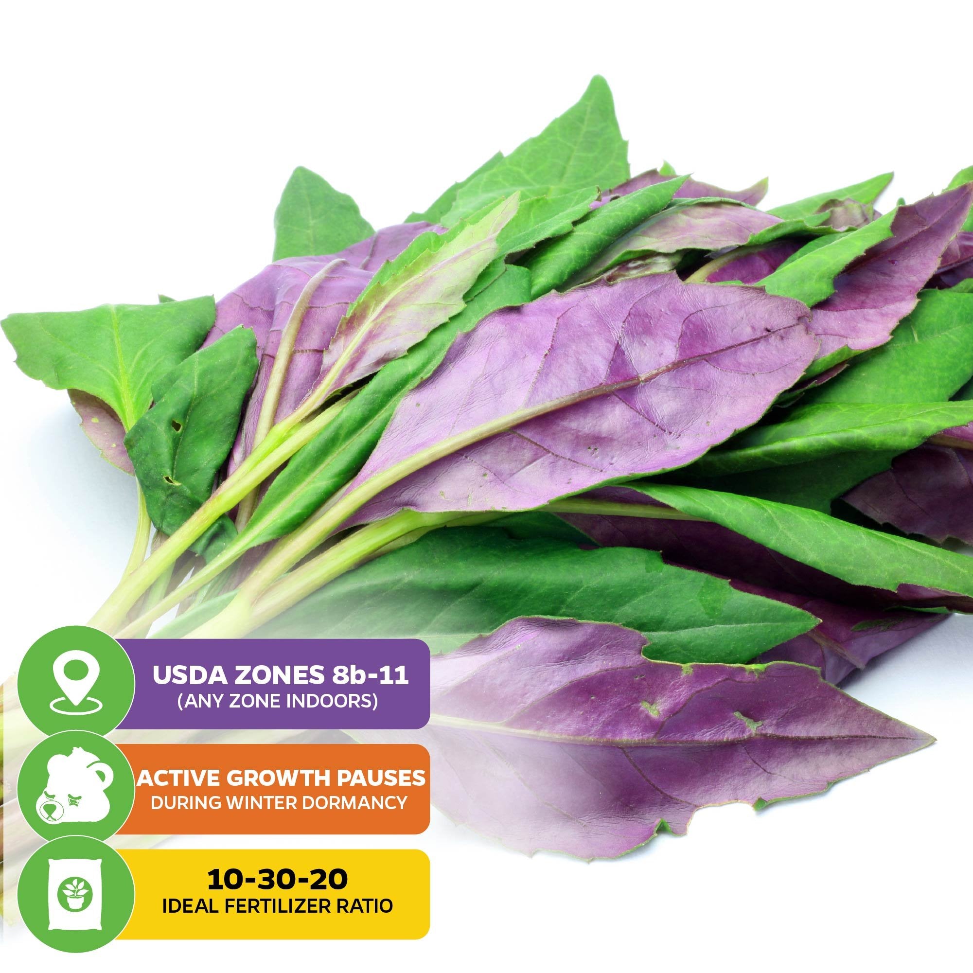 A bunch of fresh Okinawa Spinach (Gynura crepioides) leaves from Wellspring Gardens, ideal as an edible groundcover; icons show USDA zones 8b-11, winter dormancy, and a recommended 10-30-20 fertilizer ratio.