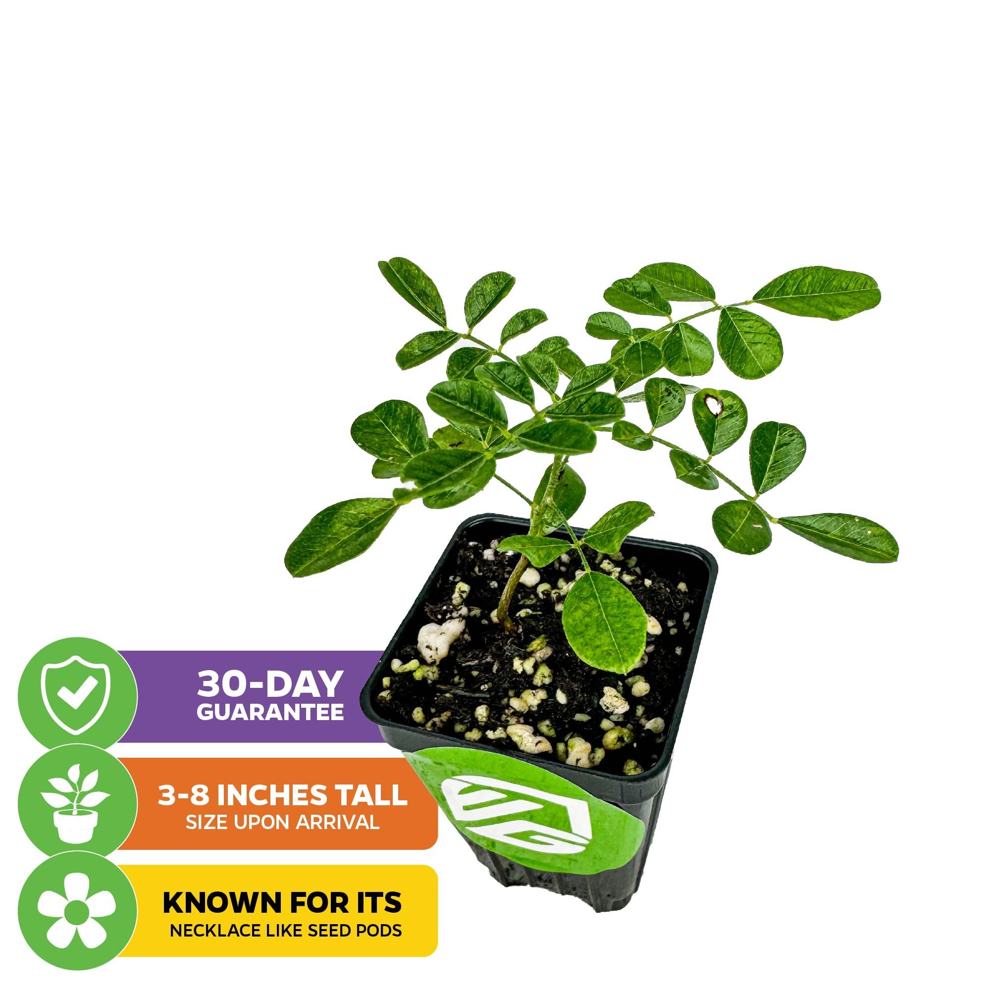 A small green Eve's Necklace Tree (Texas Sophora) by Wellspring Gardens in a black logo pot, 3-8" tall at arrival, features necklace-like pods. Includes icons: 30-day guarantee, height range. Ideal for ornamental or native gardens. White background.