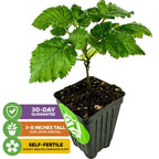 A young Natchez Blackberry (Rubus natchez) plant by Wellspring Gardens arrives 3–8 inches tall in a black plastic pot, self-fertile (no companion needed), and comes with a 30-day guarantee.
