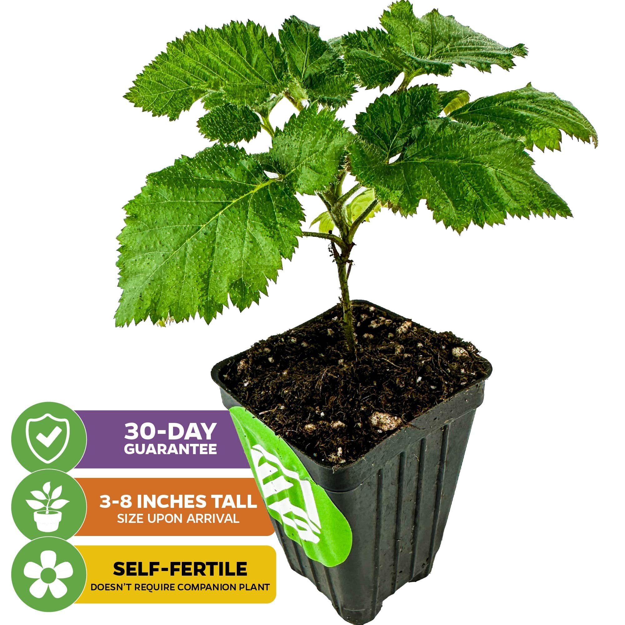 A young Natchez Blackberry (Rubus natchez) plant by Wellspring Gardens arrives 3–8 inches tall in a black plastic pot, self-fertile (no companion needed), and comes with a 30-day guarantee.