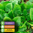 Large, vibrant green California Elephant Ear (Alocasia gagaena) by Wellspring Gardens grows closely outdoors. USDA zones 7b–11, growth pauses in winter, and uses 20-10-20 fertilizer for best results.