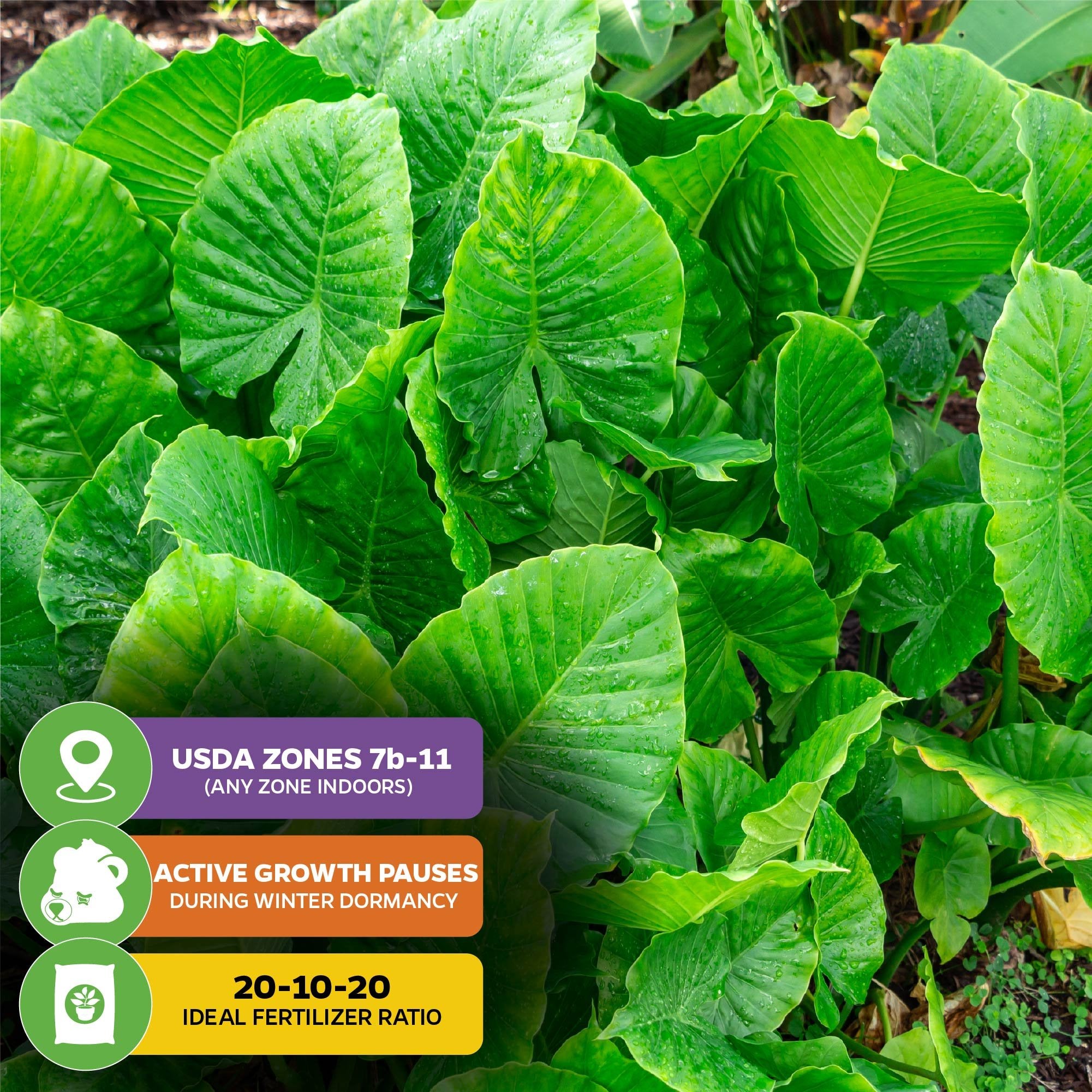 Large, vibrant green California Elephant Ear (Alocasia gagaena) by Wellspring Gardens grows closely outdoors. USDA zones 7b–11, growth pauses in winter, and uses 20-10-20 fertilizer for best results.
